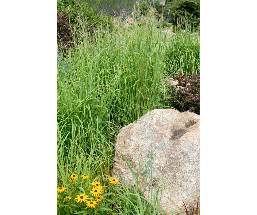 Big Bluestem